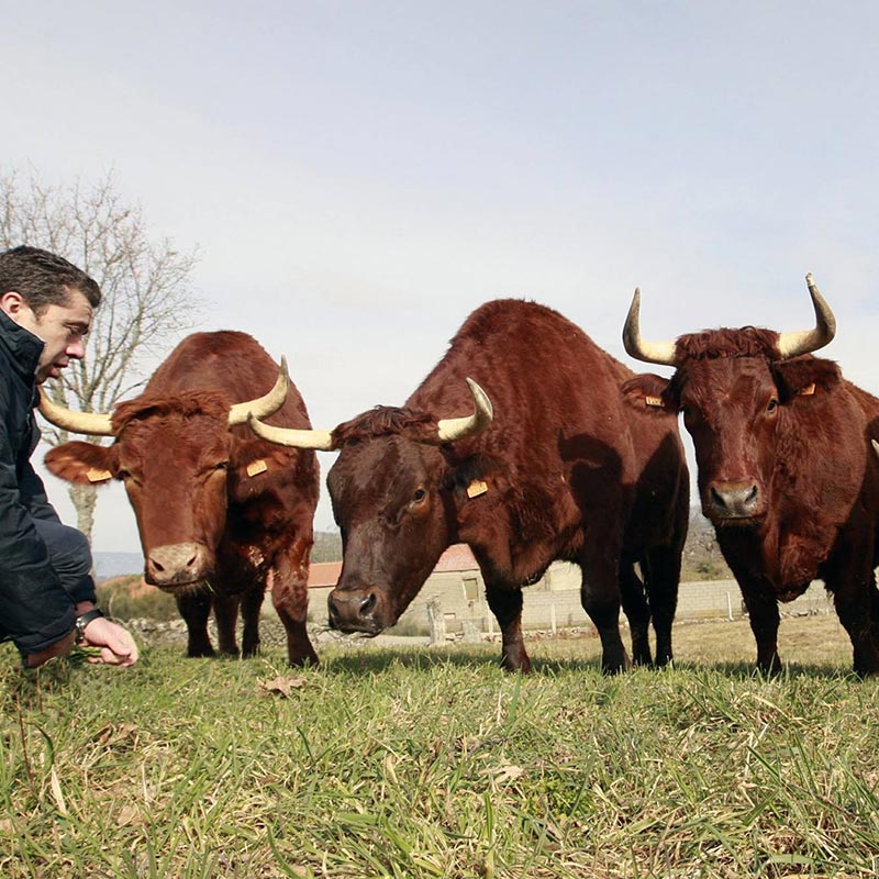 Galicien Beef