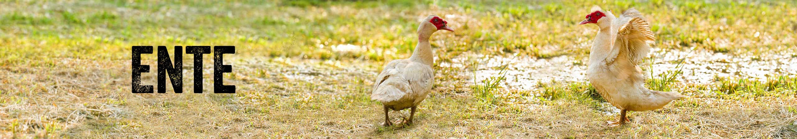 Gefl�gel,Ente